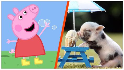 5 Times Peppa Pig Characters Caught On Camera Spotted In Real Life – Otosection