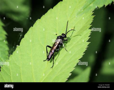 Soft beetles, beetles, nature, insects Stock Photo - Alamy