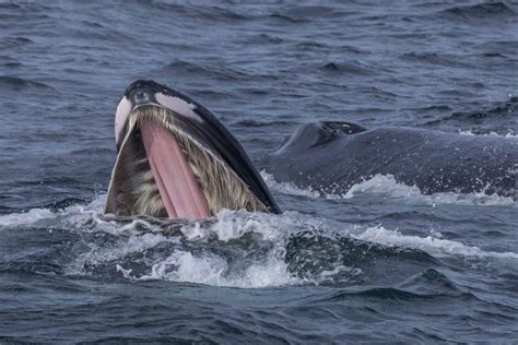 'Mega pod' of humpback whales spotted feeding off the coast of Eden and Merimbula | About Regional