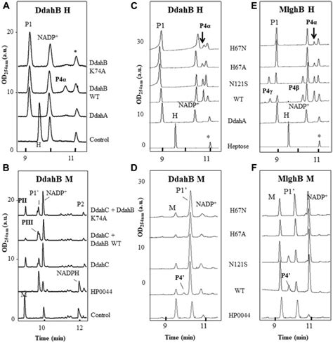 Structure–function studies of the C3/C5 epimerases and C4 reductases of the Campylobacter jejuni ...