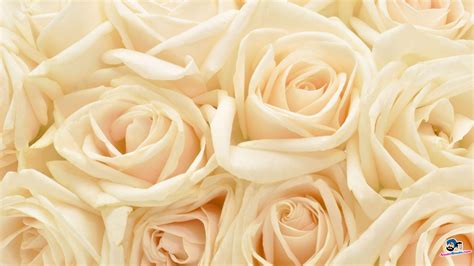 Ivory Rose Wallpapers - Wallpaper Cave