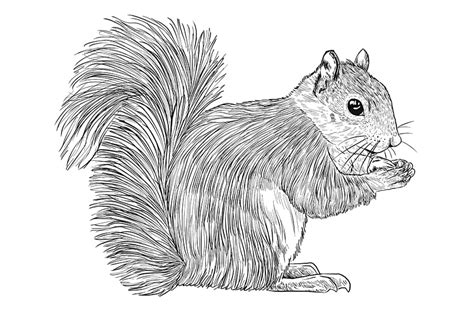 How to Draw a Squirrel - A Step-by-Step Squirrel Drawing Guide