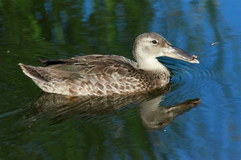 Australasian Shoveler Duck 24737725 Stock Photo at Vecteezy