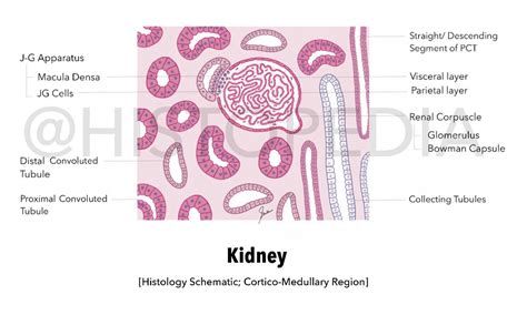 Kidney Histology Diagram