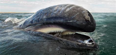 Un uomo è stato inghiottito da una balena ed è sopravvissuto per raccontarlo