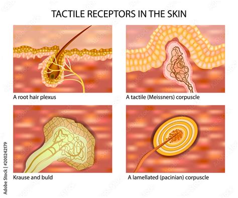 TACTILE RECEPTORS IN THE SKIN. Touch and the Sensory Receptors Stock Vector | Adobe Stock