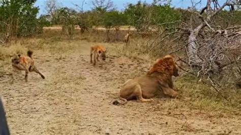 Hyenas attack a lion to save their friend from its jaws | Trending ...