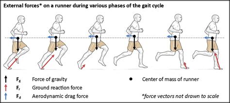 Running: External forces during gait cycle | Body diagram, Running, Physics