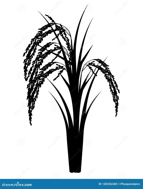 Silhouette Rice plant stock vector. Illustration of plant - 130236348