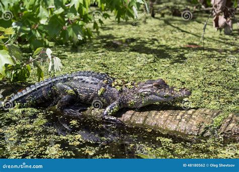 Crocodile Cayman in the Reserve Stock Photo - Image of alligator, river: 48180562