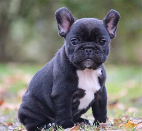 29 Tiny Photo De Chien Bouledogue Francais Picture 8K - fr.bleumoonproductions