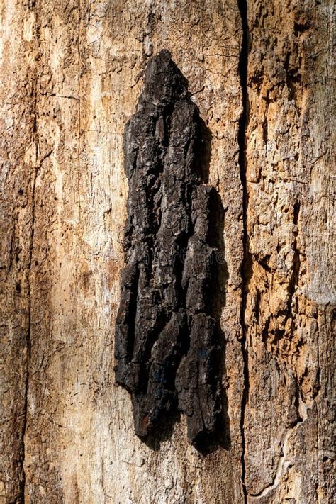 Horse Chestnut Tree Bark Detail From A Dead Tree Trunk Detail Stock Photo - Image of material ...