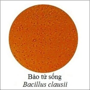 BACILLUS CLAUSII - LA TERRE FRANCE