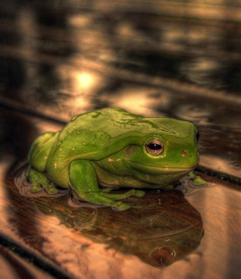 frog in the rain HDR by ~pantsonnos on deviantART | Frog, Animals, Hdr ...