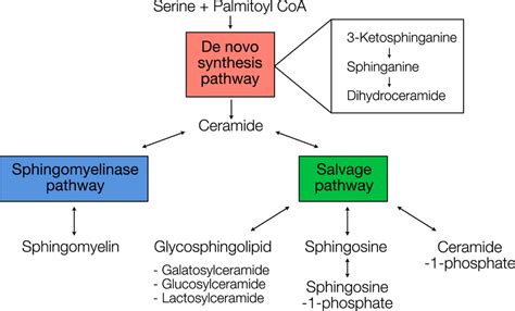 An overview of sphingolipid metabolic pathways, according to Merrill¹¹ ...