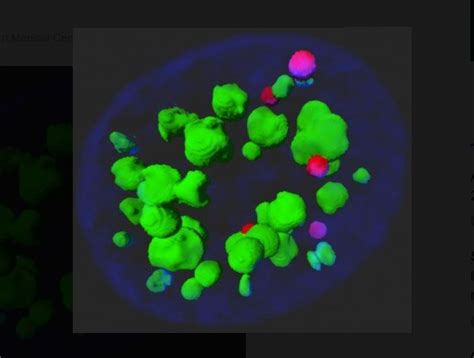 Scientists identify a protein key to inhibiting replication of the flu virus - LISDEL