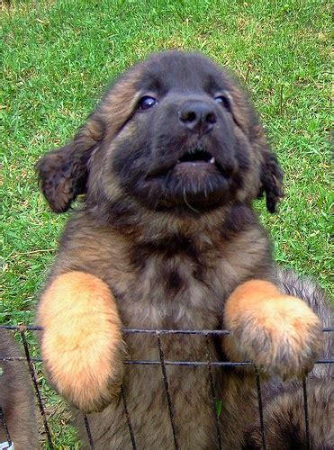 Rules of the Jungle: Leonberger puppies