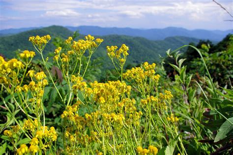 Wildflowers along the Blue Ridge Parkway in North Carolina | Blue ridge ...