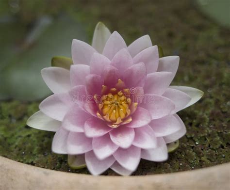 Wild Lotus Flower in Karnataka, India. Natural Colors Stock Photo ...