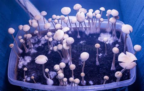 Cultivation of Hallucinogenic Mushrooms Stock Photo - Image of psilocin ...