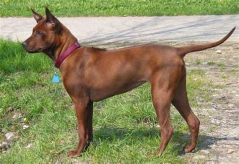 Thai Ridgeback Info, Temperament and Personality, Puppies, Pictures, Video