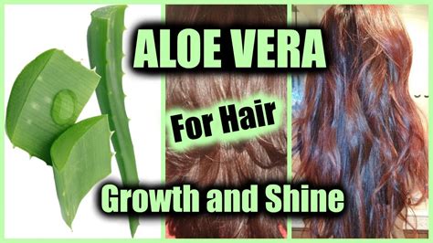 HOW TO APPLY ALOE VERA FOR HAIR GROWTH, NATURAL SHINE, STOP HAIR LOSS │ USE ALOE VERA AS HAIR ...