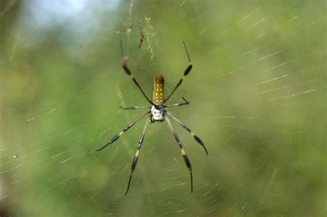 Gambar : alam, jaring laba-laba, hijau, fauna, invertebrata, merapatkan ...