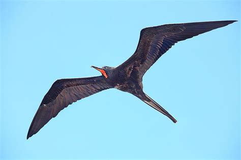 Magnificent Frigatebird (Fregata magnificens) | Animaux du monde, Frégate oiseau, Frégate