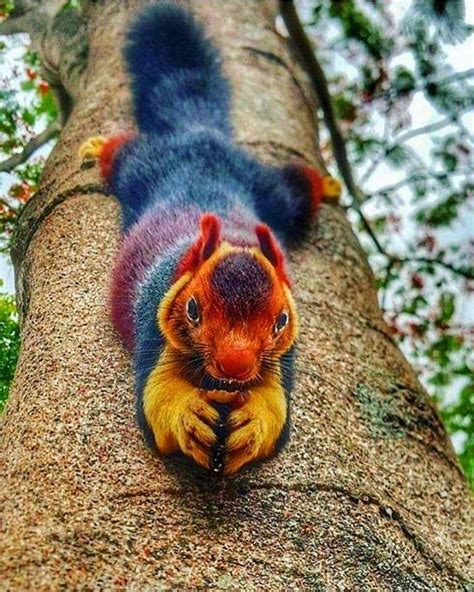 The Indian giant squirrel or Malabar giant squirrel is a large tree squirrel species in the ...