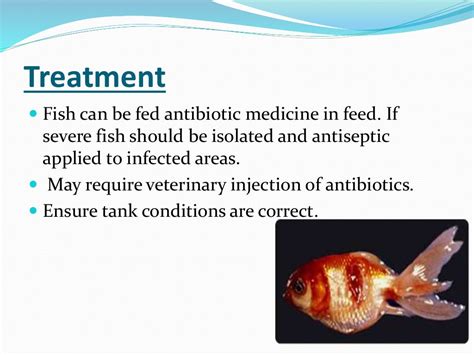 ectoparasites disease in fish