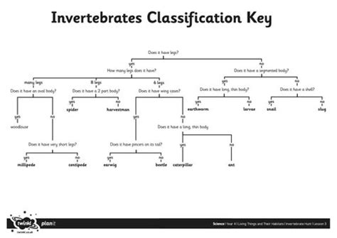 Classification and invertebrates by Schudio - Issuu