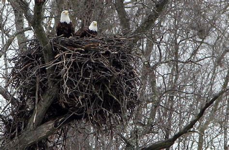 Fields and Forests: Decorah eagle cam no-go | Outdoors | host.madison.com