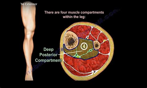 Anatomy Of The Extensor Digitorum Longus Muscle — OrthopaedicPrinciples.com