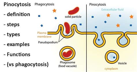 Pinocytosis- definition, steps, types, examples, (vs phagocytosis)