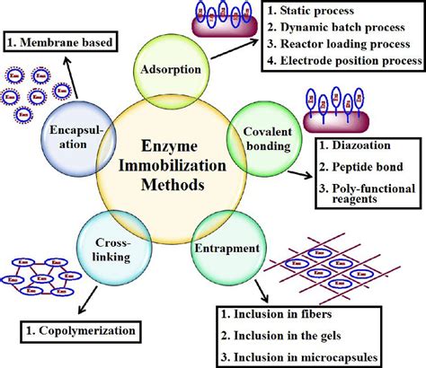 Biocatalyst Immobilization and Modification