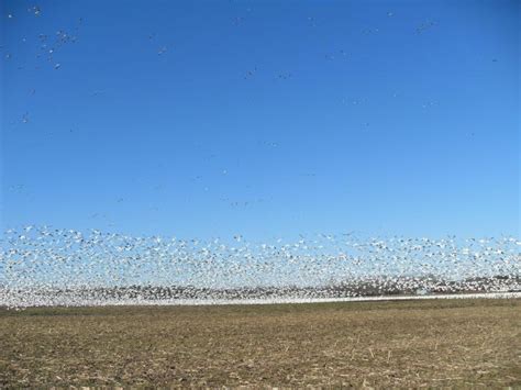 Free picture: snow, geese