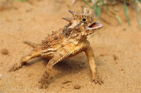 Top 10 Thorny Devil Facts - A Very Spiky Lizard From Australia