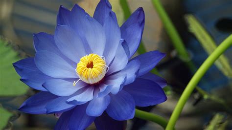 Blue Lotus Wallpapers - Wallpaper Cave