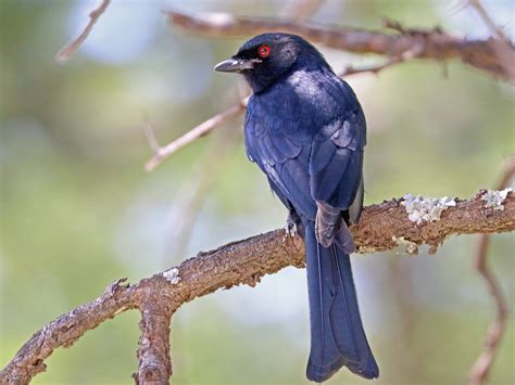 Fork-tailed Drongo - eBird