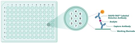 Multiplex MSD Assay Service | Reaction Biology