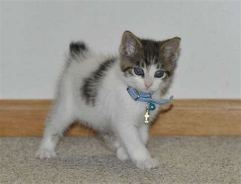 Kurilian Bobtail Info, Kittens, Personality, Pictures