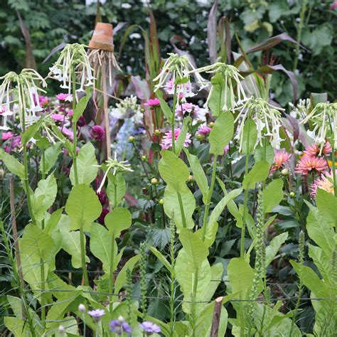 Buy tobacco plant Nicotiana sylvestris: Delivery by Crocus