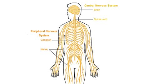 Peripheral nervous system - Queensland Brain Institute - University of Queensland