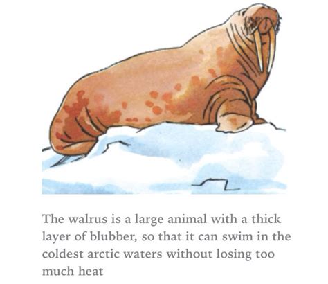 Blubber keeps animals warm. Aqa, Large Animals, Walrus, Arctic, Teddy Bear, Cold, Teddy Bears