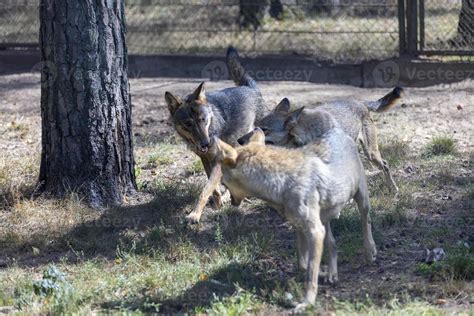 Gray wolf in the forest 13648885 Stock Photo at Vecteezy