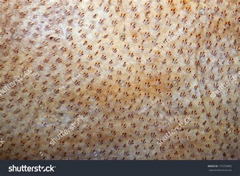 Pigskin Background,Textured Pig Leather Macro Stock Photo 175759895 : Shutterstock