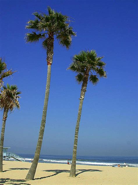Free picture: palm trees, tropical, beach