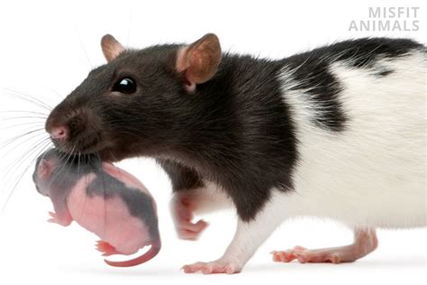 Baby Rats: Life Cycle, Appearance, Dangers & Care