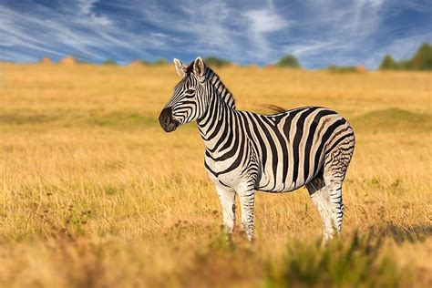 How Many Types Of Zebras Are There? - WorldAtlas