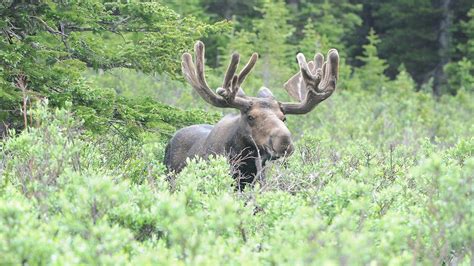 Colorado woman recalls horrifying moose attack: 'Broke three of my vertebrae'